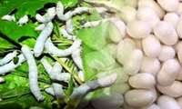 ابلاغ مصوبه قیمت تضمینی پیله تر ابریشم برای سال 1404